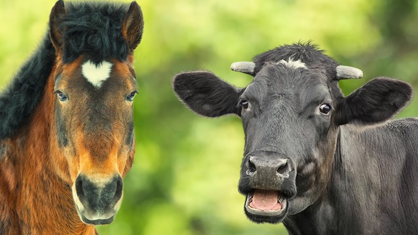 Ikea Nestlé trazas de caballo